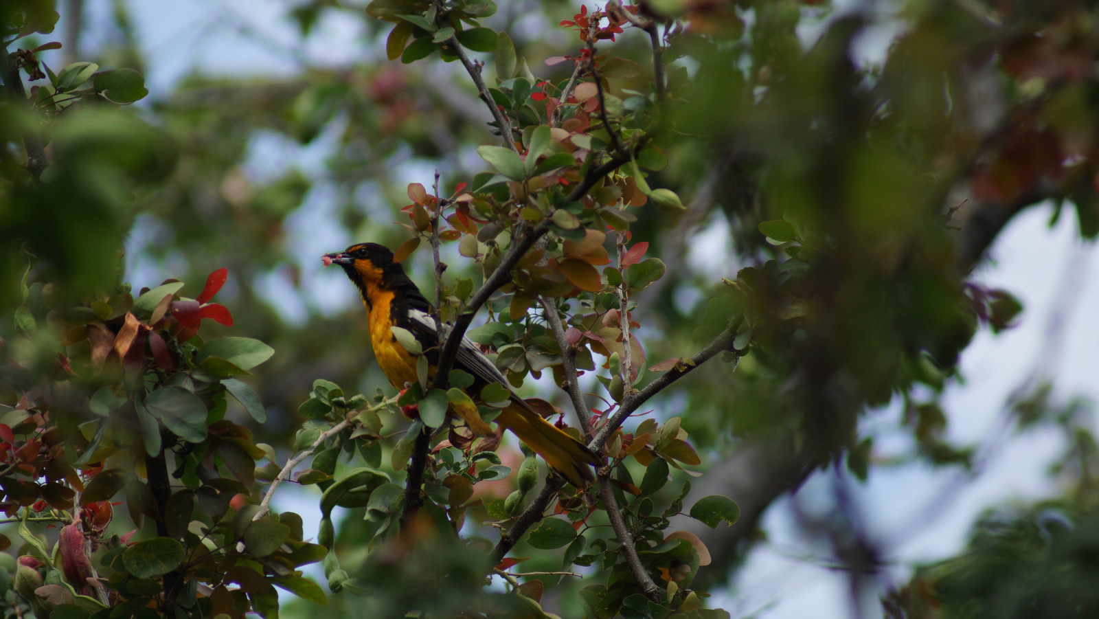 image Black-backed Oriole
